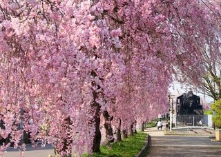 日中線記念自転車歩行者道 しだれ桜並木の写真
