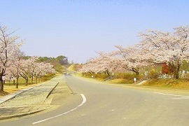 郡山市東山霊園の桜の写真