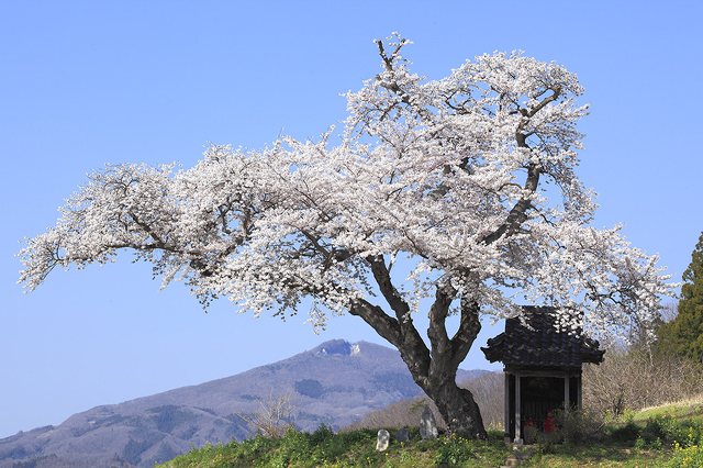 小沢の桜の写真