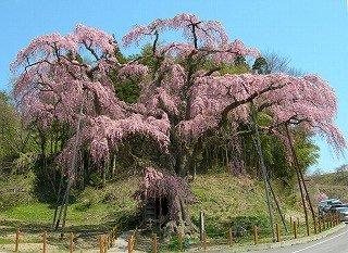 紅枝垂地蔵ザクラ 桜の名所 郡山市東部 ふくラボ 紅枝垂地蔵ザクラ 桜の名所 郡山市東部 ふくラボ