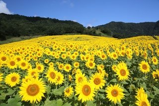 三ノ倉高原花畑の写真