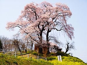 天神夫婦桜の写真