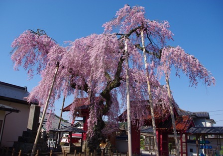 乙姫桜 (妙関寺)の写真
