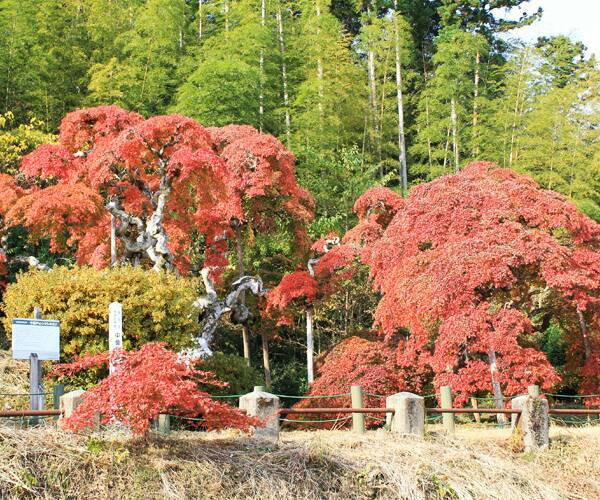 中釜戸のシダレモミジの写真