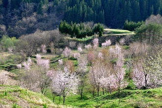 沼ノ平 棚田の桜の写真