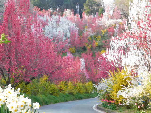 花やしき公園の写真