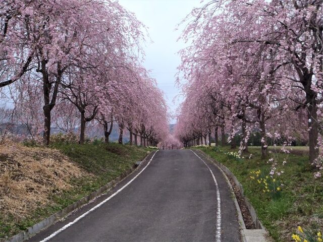 右輪台山のしだれ桜の写真