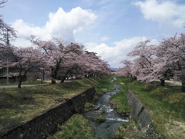 観音寺川の桜 桜の名所 猪苗代町 ふくラボ
