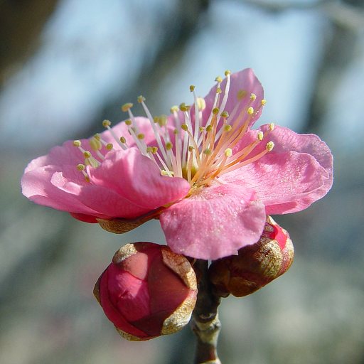 西田町 梅の里 西慶梅園さんのマイページ ふくラボ！