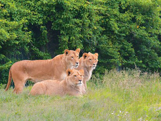 【野生の王国 東北サファリパーク】親子ペア 招待券