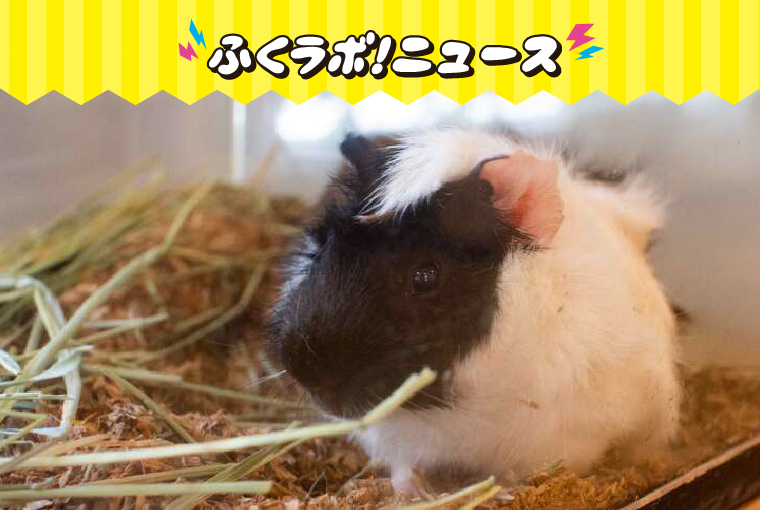 ここは天国か…！？動物好きにはたまらない！福島市にNEW OPENした話題のアニマルカフェ！