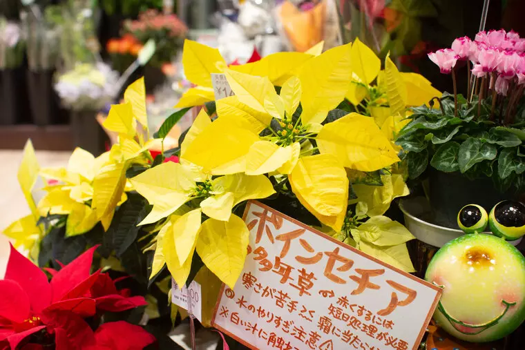 ポインセチア
2,200円(税込)~