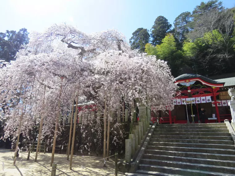 ▲「小川諏訪神社のしだれ桜」
写真提供:まちづくり観光ビューロー