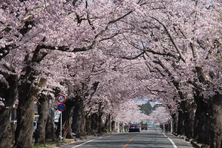 ▲「夜の森桜並木」
写真提供:富岡町