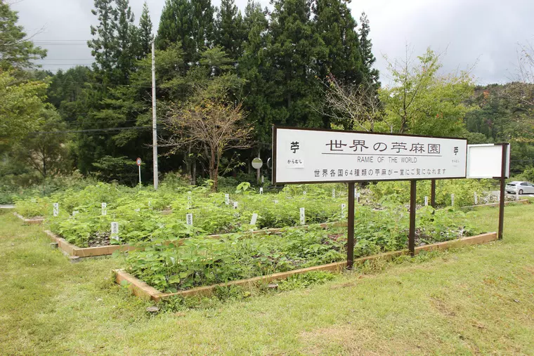▲道の駅敷地内にあるからむし畑