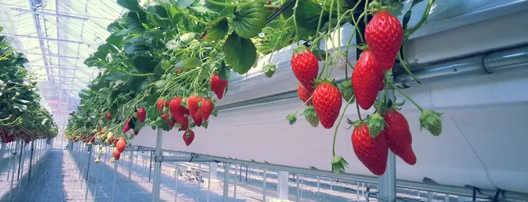 (写真提供:和田観光いちご組合 公式HP)