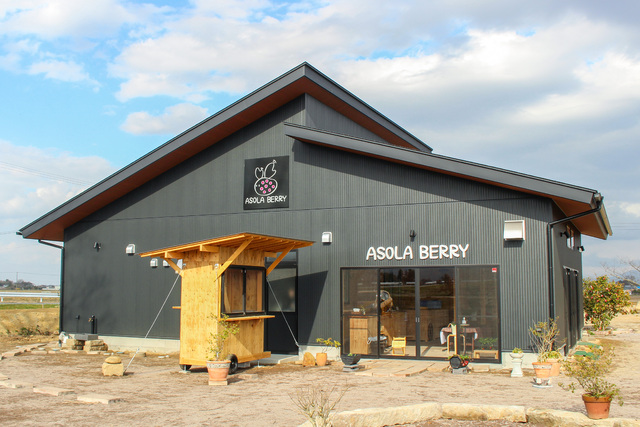 ASOLA BERRY